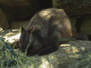 Photo of the Rock Wallaby named Pebbles