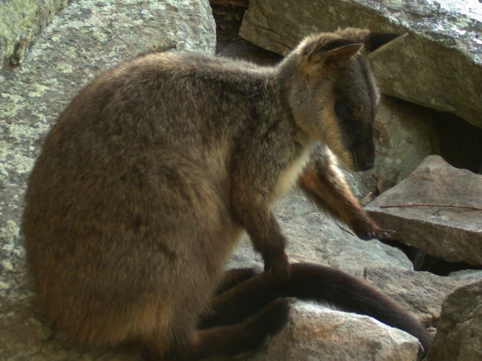 Photo of the Rock Wallaby named Pinto