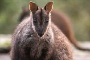 Photo of rock wallaby named Ruben