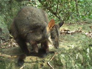 Photo of the Rock Wallaby named Yourka
